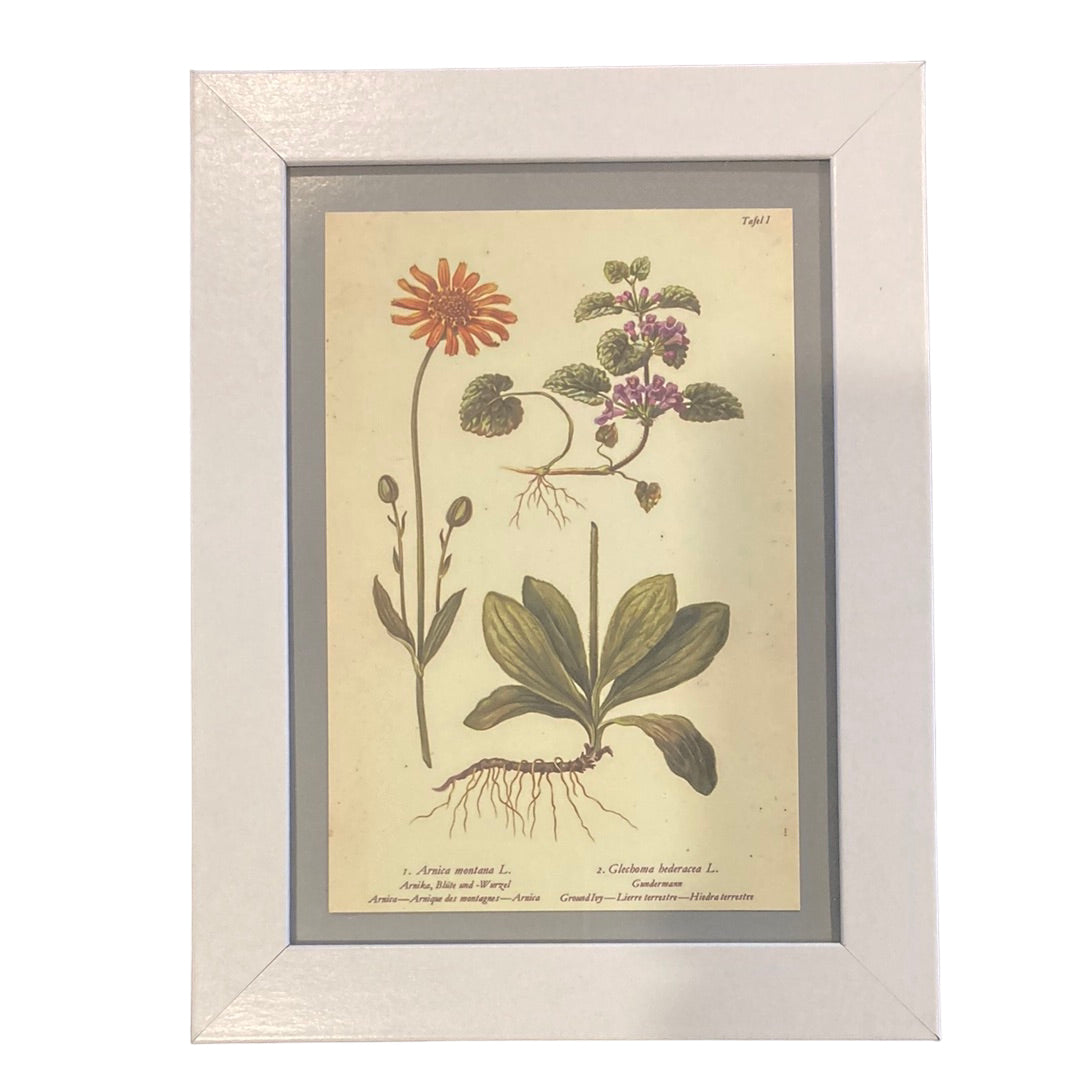 Framed Vintage Art-Arnica