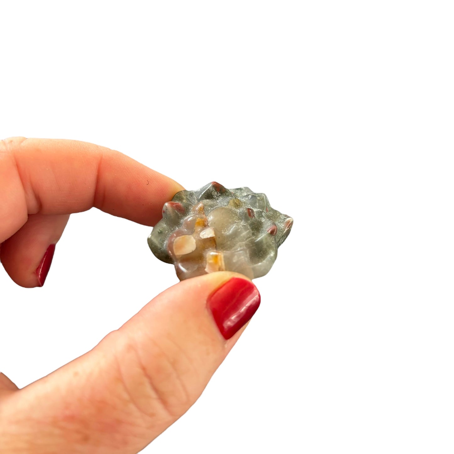 African Bloodstone Flower