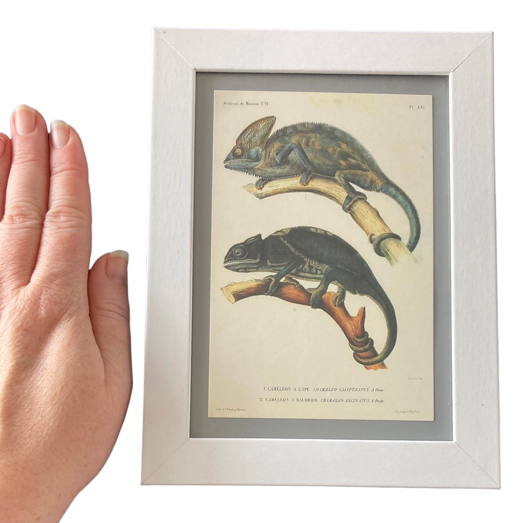 Framed Vintage Art-Caméléon