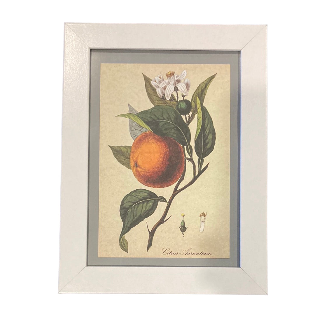 Framed Vintage Art-Orange