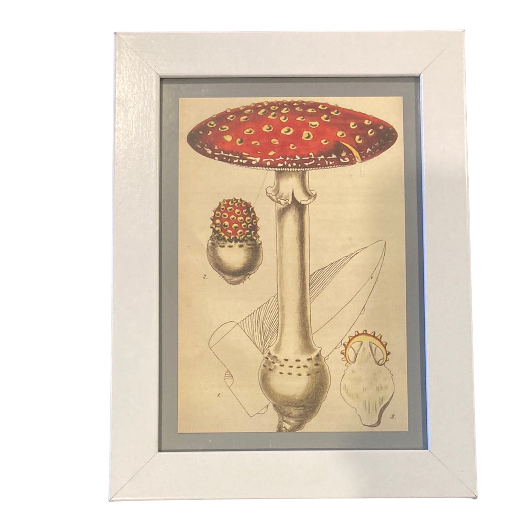 Framed Vintage Art-Red Toadstool
