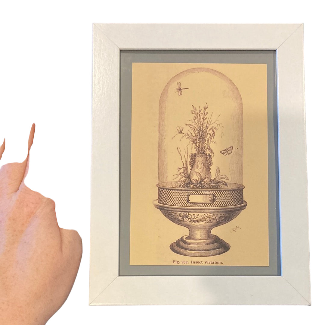 Framed Vintage Art-Insect Vivarium