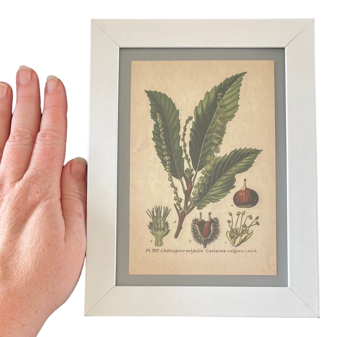 Framed Vintage Art-Plant