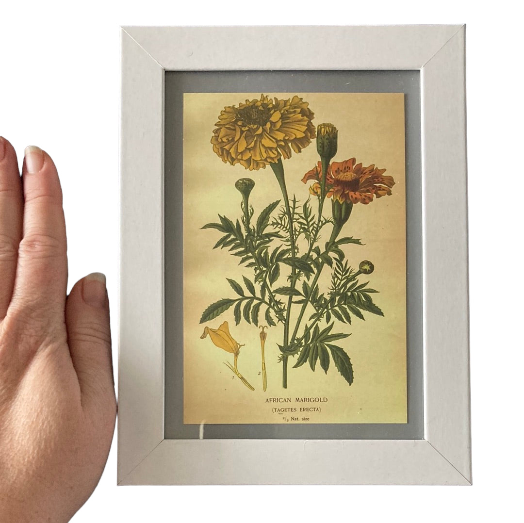 Framed Vintage Art-Marigold