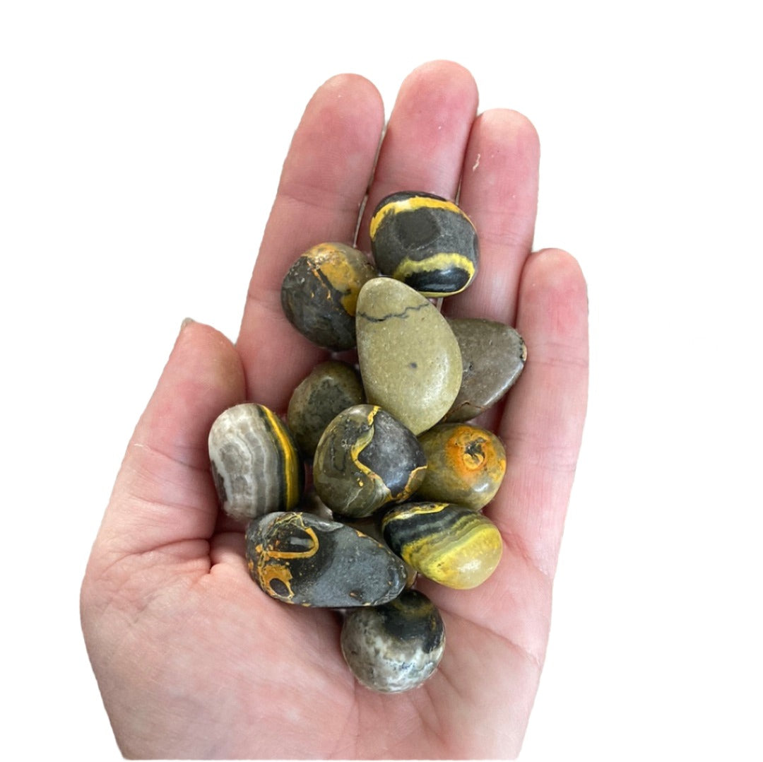 Bumblebee Jasper $9 Tumble