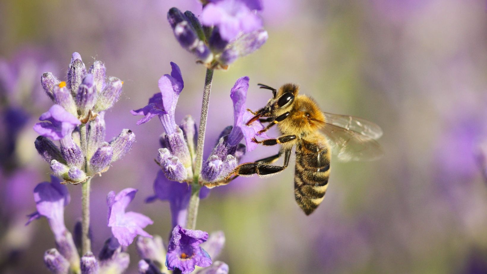 The Essential Role of Bees: Nature's Unsung Heroes – The Crystal Basket