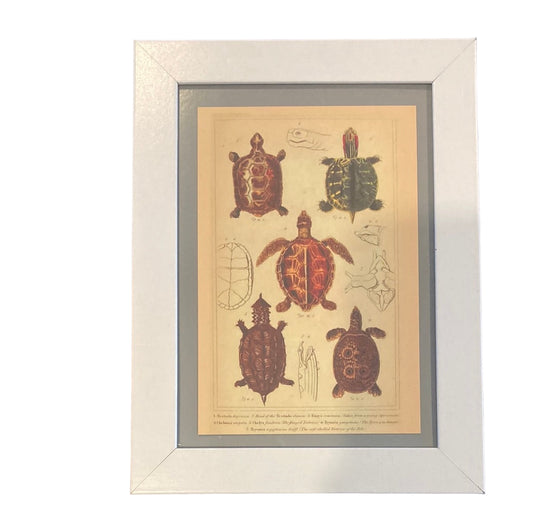 Framed Vintage Art-Turtle