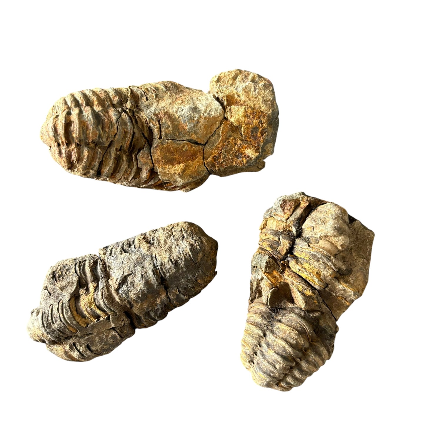 Trilobite Fossil