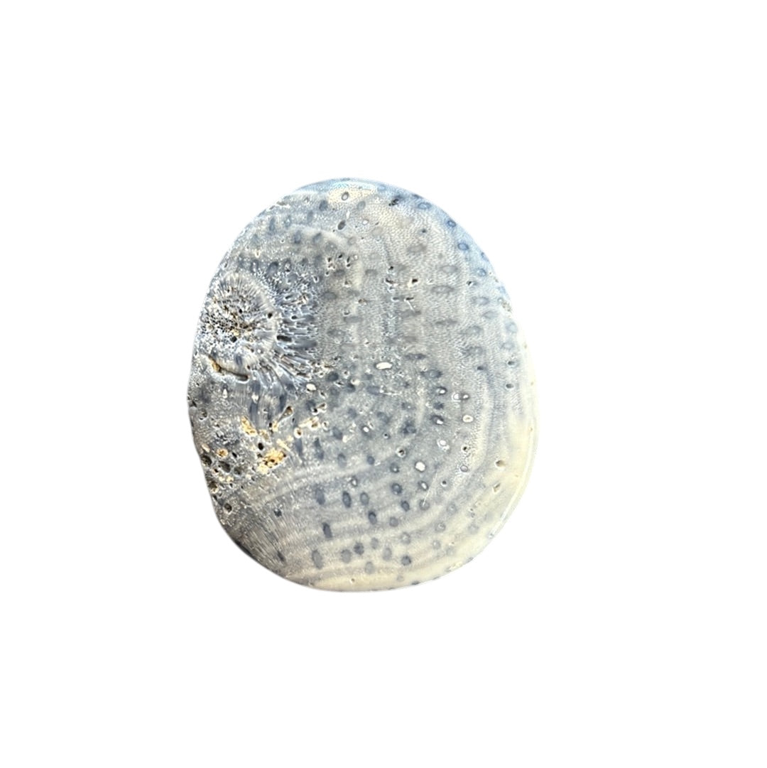 21g Blue Coral Flat Stone