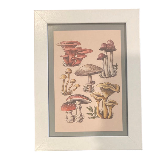 Framed Vintage Art-Fungus