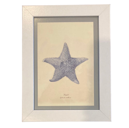 Framed Vintage Art-Starfish