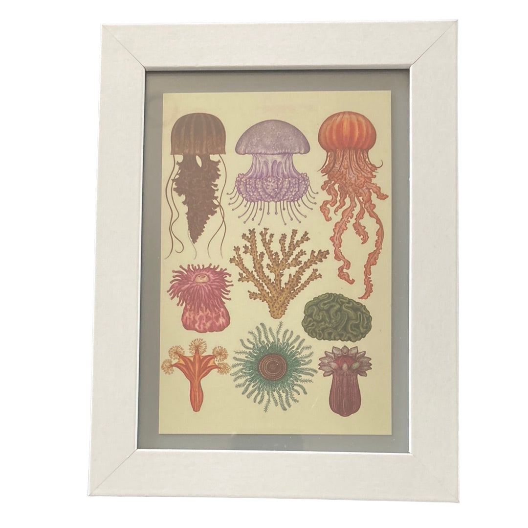 Framed Vintage Art-Jellyfish