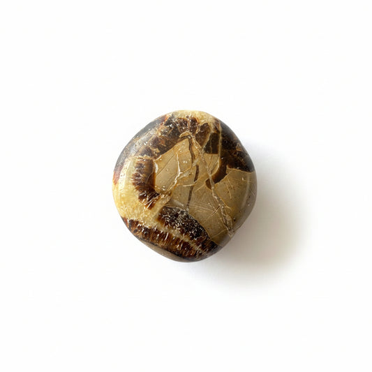 60g Septarian Palm Stone