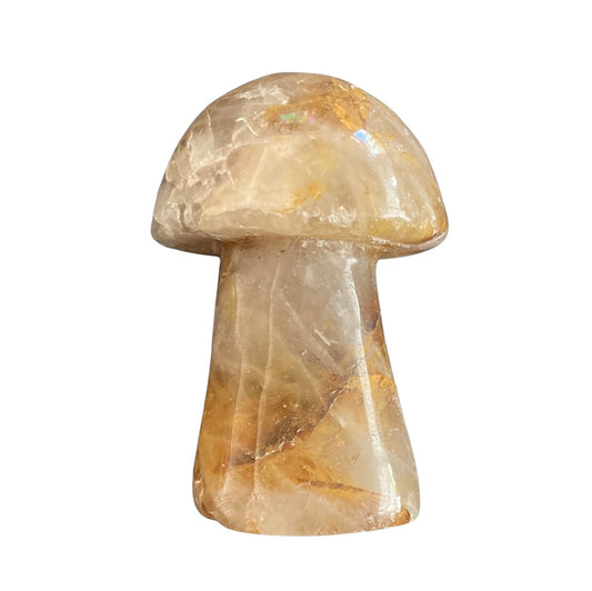 105g Golden Healer Mushroom