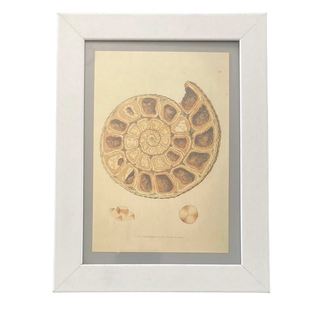 Framed Vintage Art-Ammonite