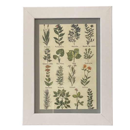 Framed Vintage Art-Healing Plants
