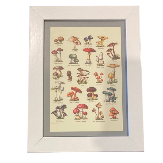 Framed Vintage Art-Toadstools