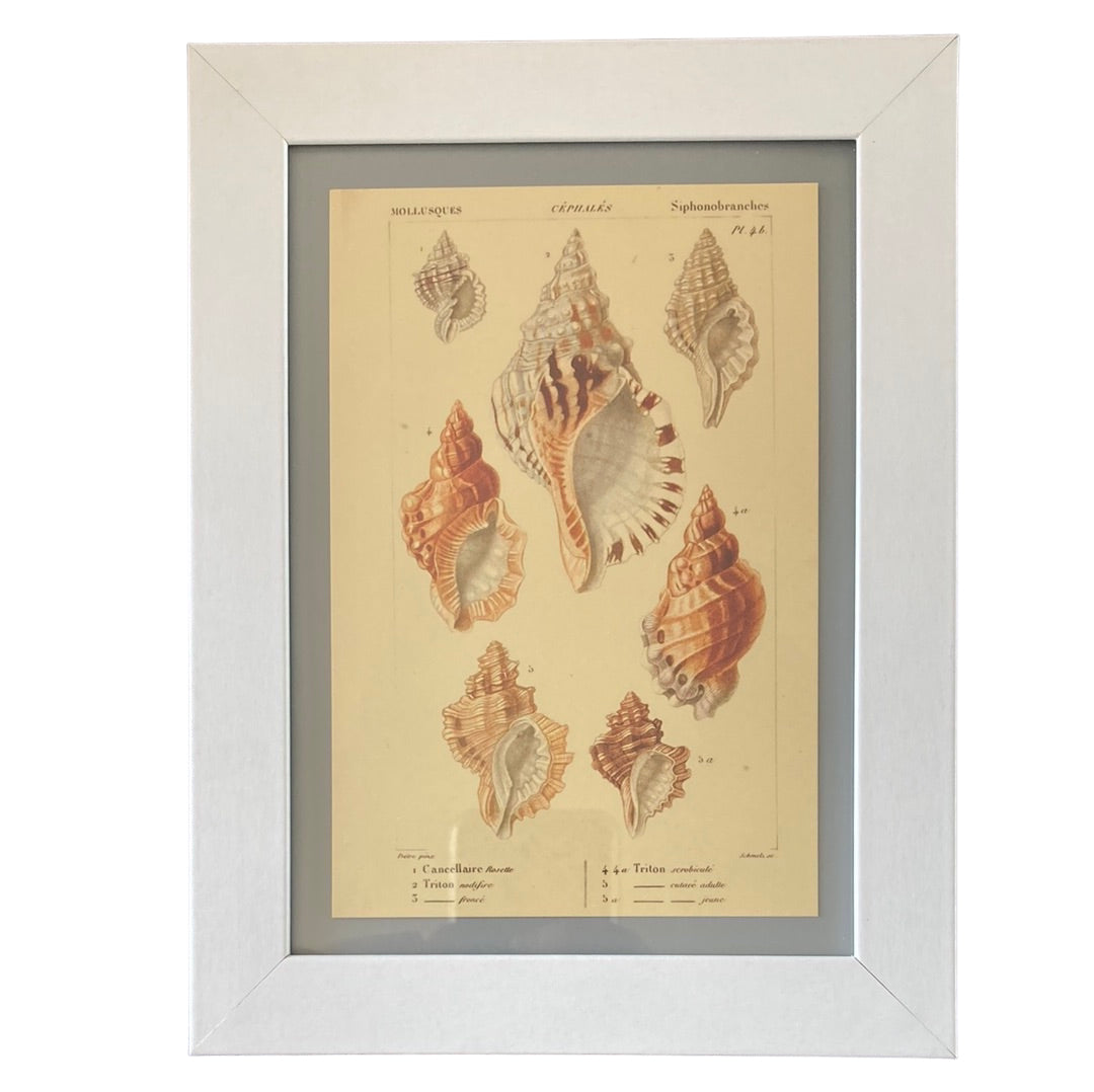 Framed Vintage Art-Mollusques