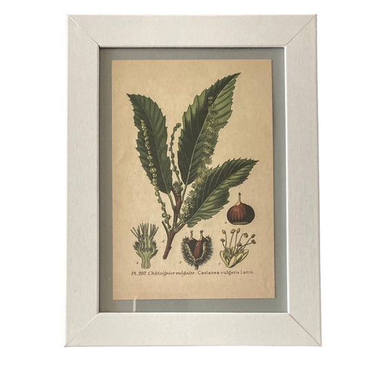 Framed Vintage Art-Castanea Vulgaris