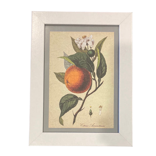 Framed Vintage Art-Orange