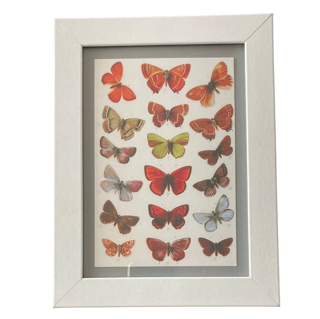 Framed Vintage Art-Moths