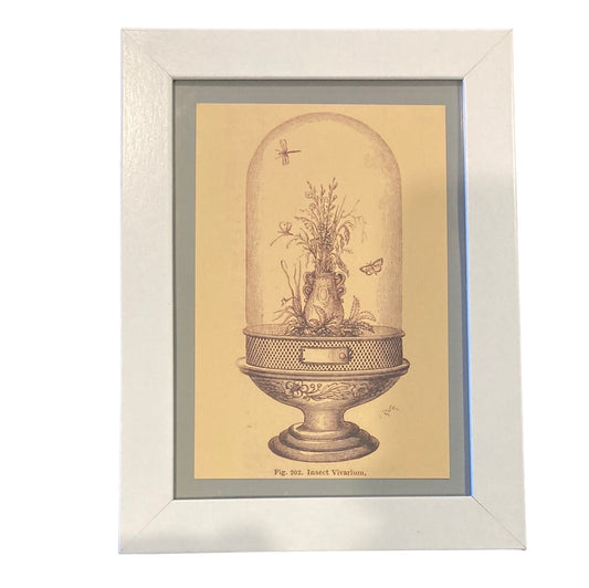 Framed Vintage Art-Insect Vivarium