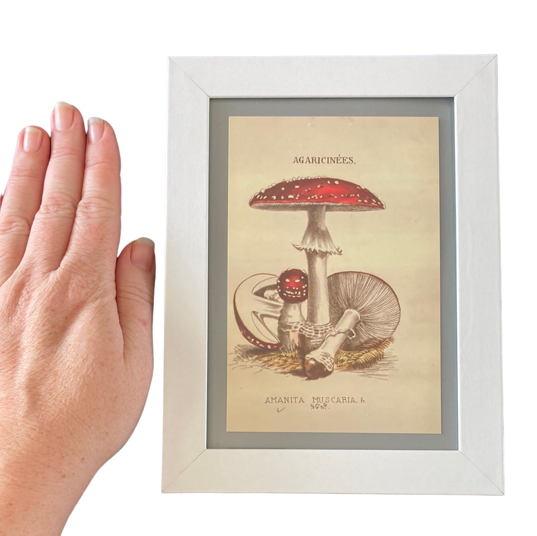 Framed Vintage Art-Mum & Bub Toadstool