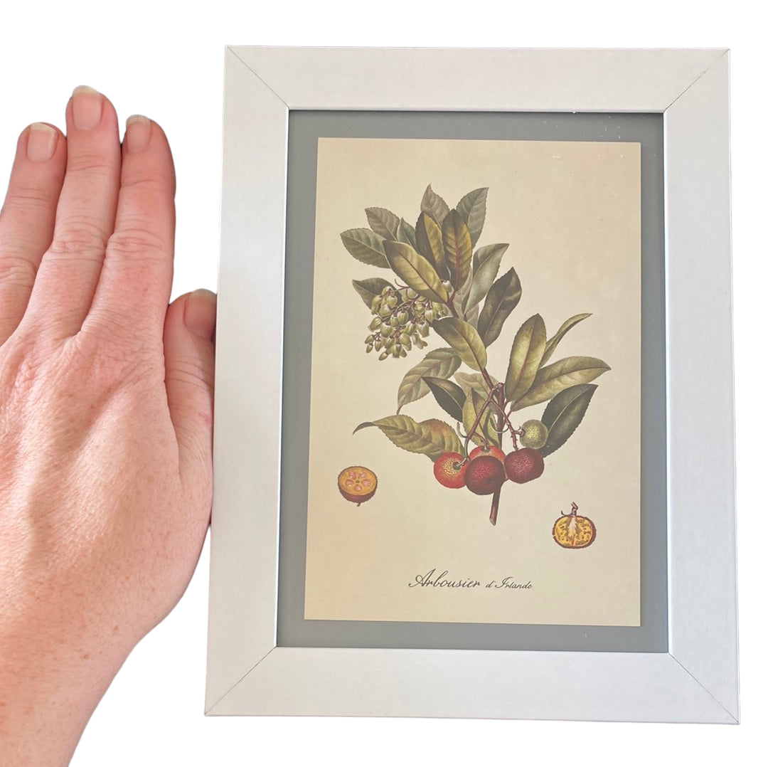 Framed Vintage Art-Plant with Seed Pod