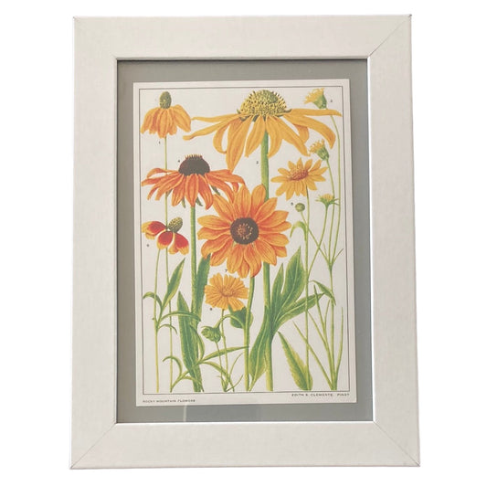 Framed Vintage Art-Rocky Mountain Flowers