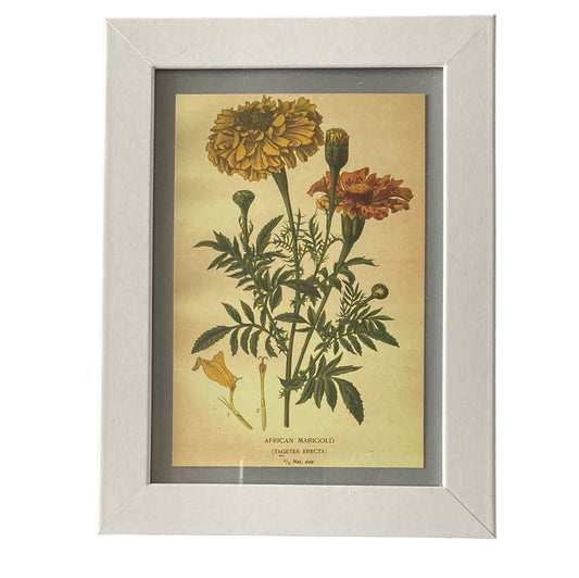 Framed Vintage Art-Marigold