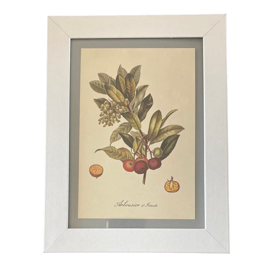 Framed Vintage Art-Plant with Seed Pod