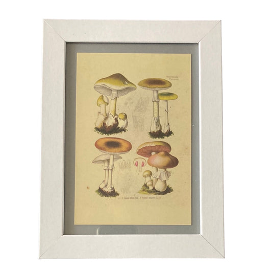 Framed Vintage Art-Toadstool