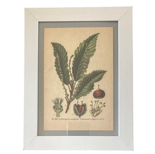 Framed Vintage Art-Plant