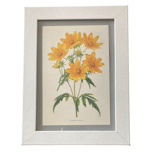 Framed Vintage Art-Coreopsis Aristosa