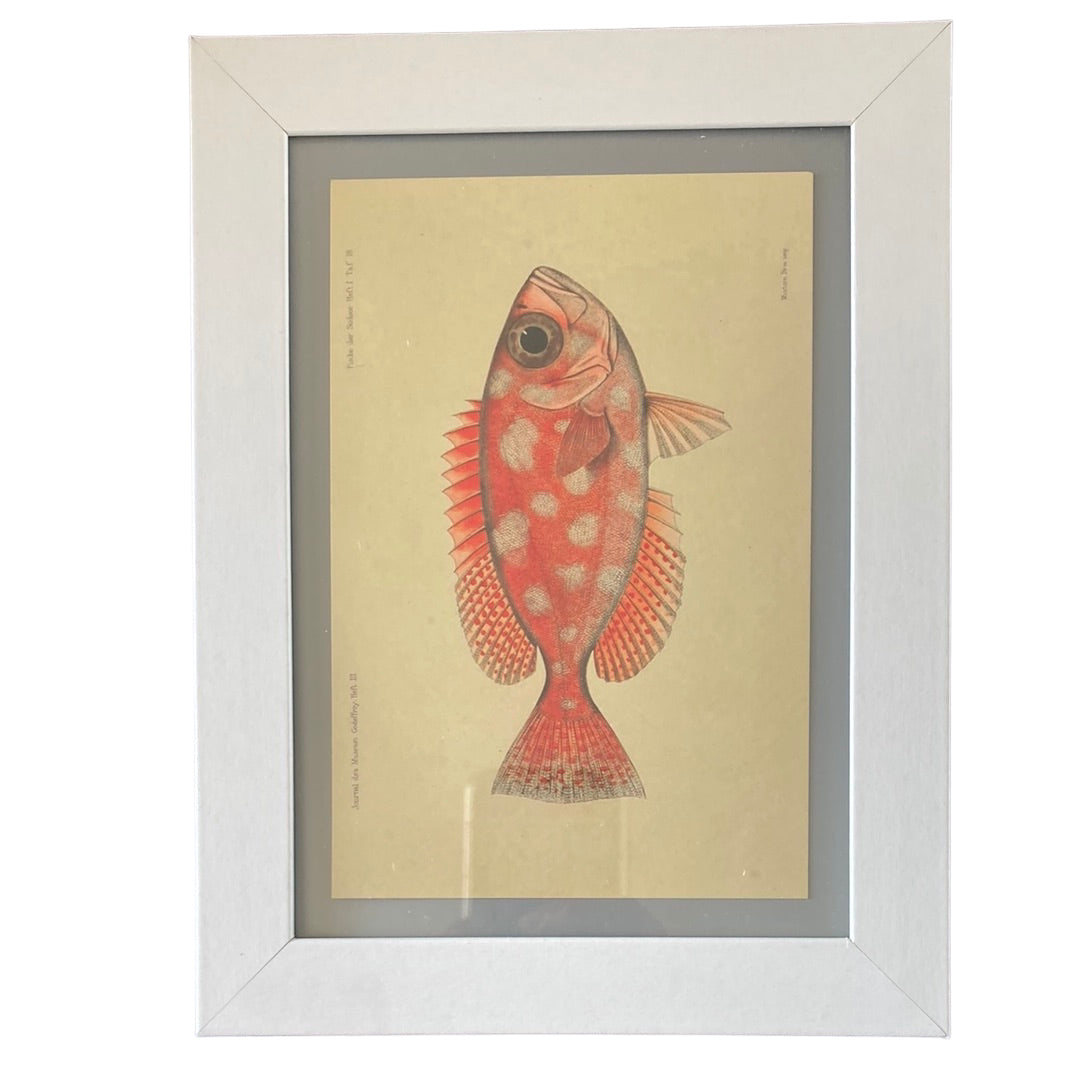 Framed Vintage Art-Fish