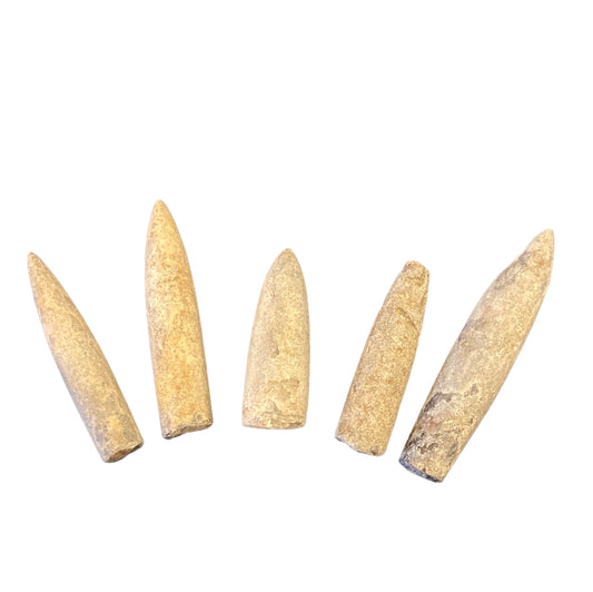Belemnite Fossil