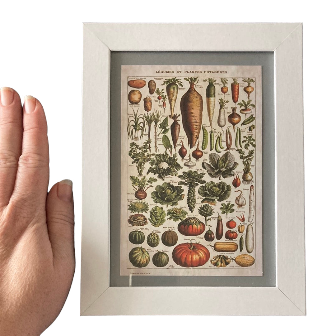 Framed Vintage Art-Légumes