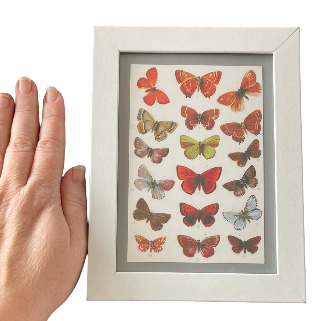 Framed Vintage Art-Moths
