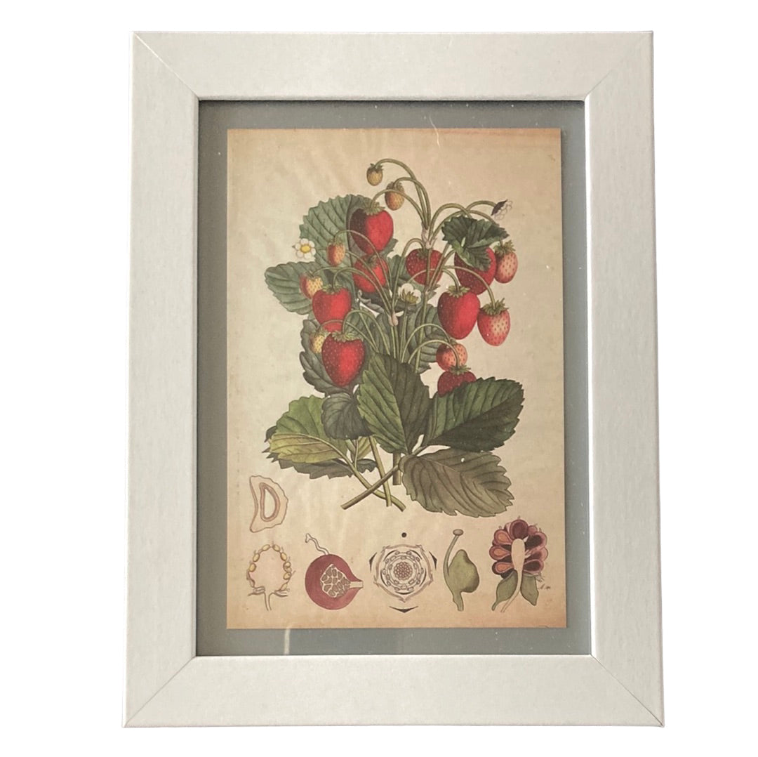 Framed Vintage Art-Strawberry Plant