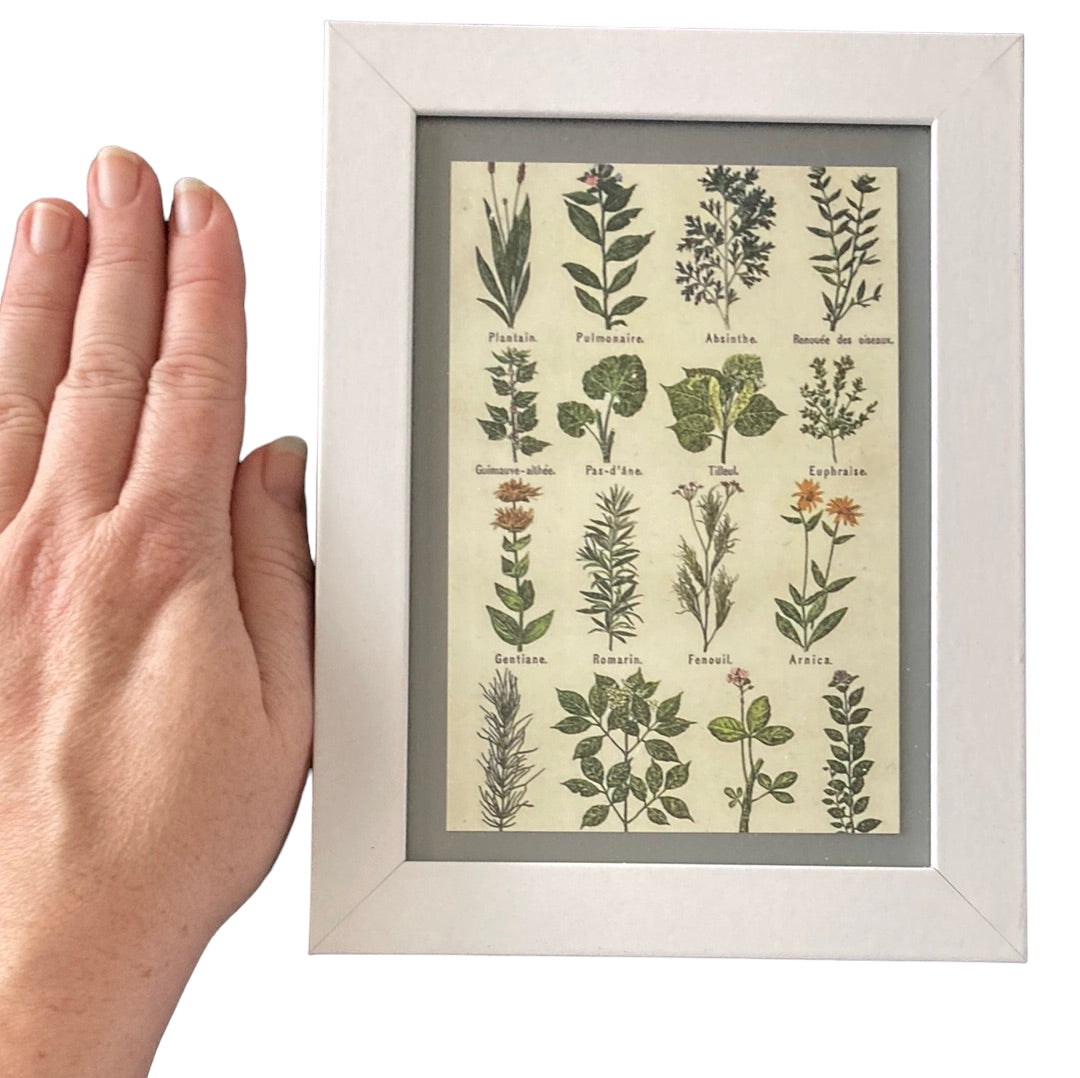 Framed Vintage Art-Healing Plants