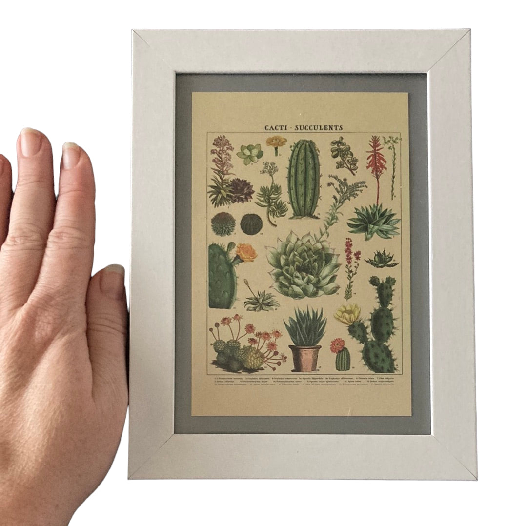 Framed Vintage Art-Cacti