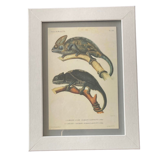 Framed Vintage Art-Caméléon