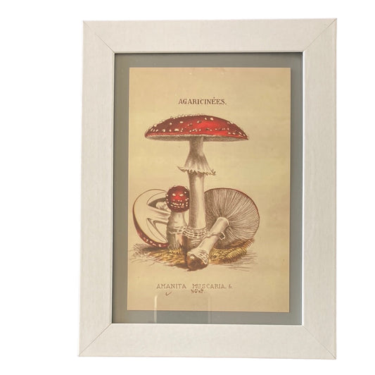 Framed Vintage Art-Mum & Bub Toadstool