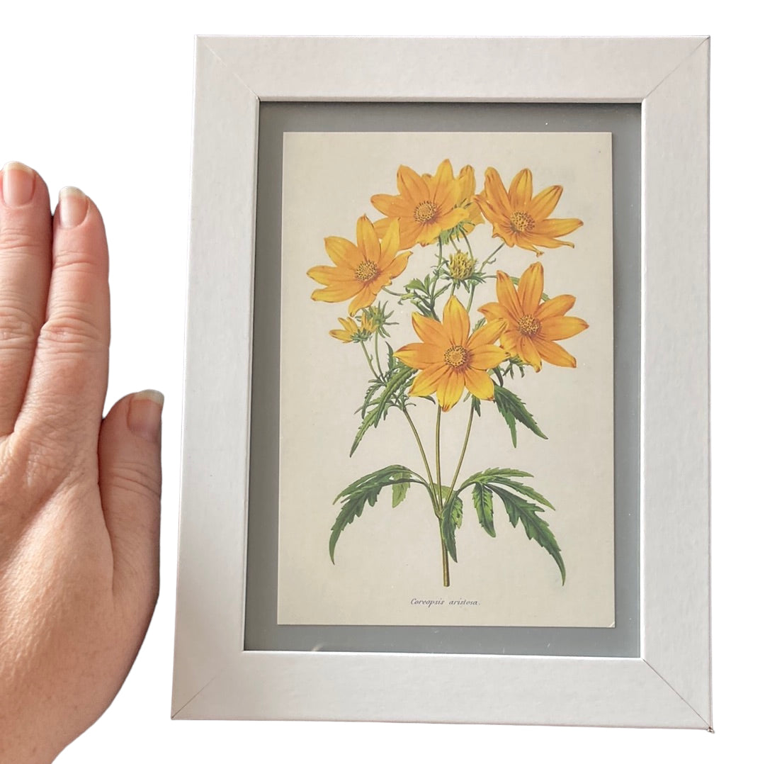 Framed Vintage Art-Coreopsis Aristosa