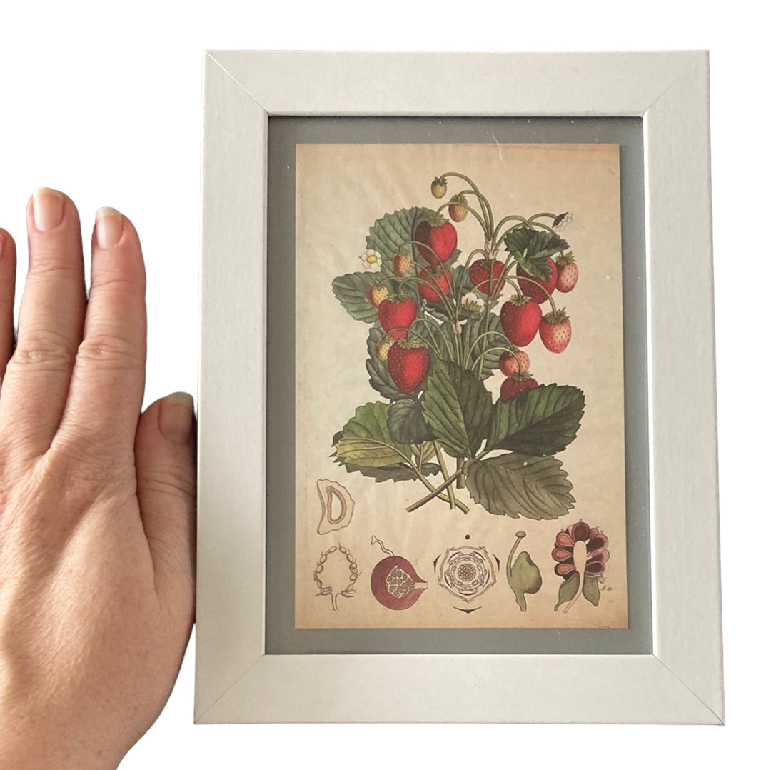 Framed Vintage Art-Strawberry Plant