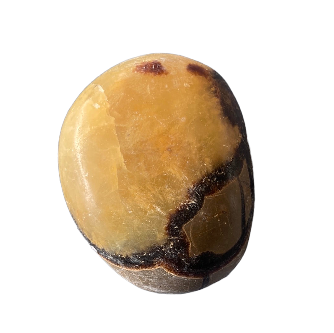 111g Septarian  Palm Stone