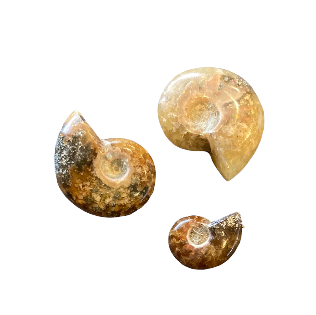 0-5g Whole Ammonite
