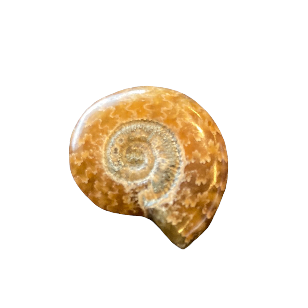 5-10g Whole Ammonite