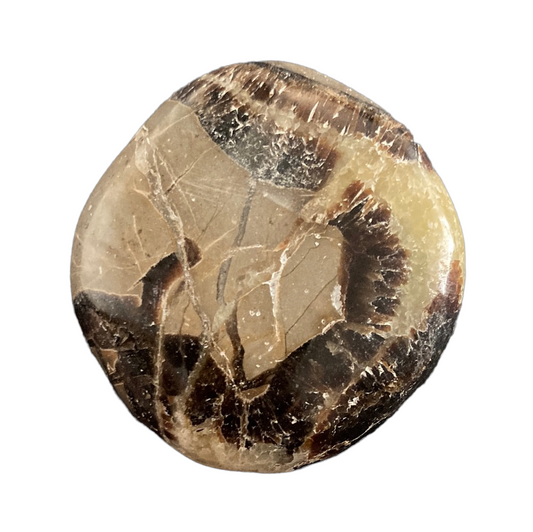 60g Septarian Palm stone