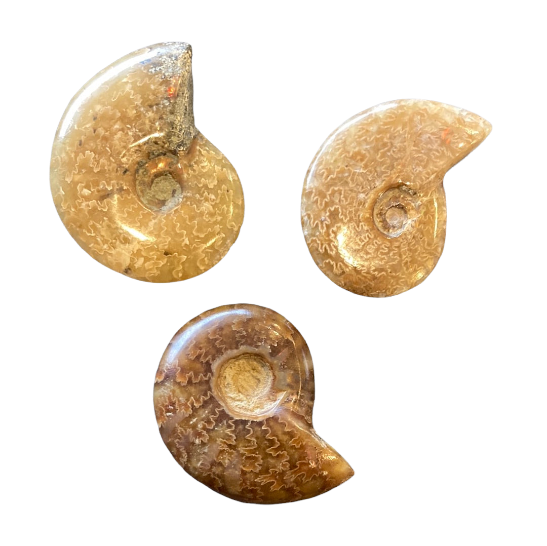 10-20g Whole Ammonite